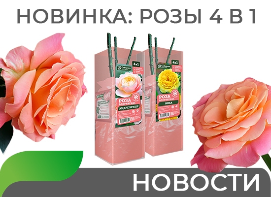 Новинки: Розы 4 в 1