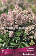 Астильба гибридная Шугаберри 1шт ( цветки мелкие, светло-розовые, I, h30см)