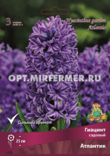 Гиацинт Атлантик садовый 3шт (фиолетовый со светлым краем, 14/15, h25см)