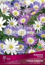 Анемона Бланда смесь окрасок 10шт (15см, 5/6)