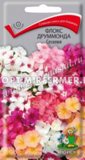 Флокс Сесилия,друммонда 0,3г. Поиск