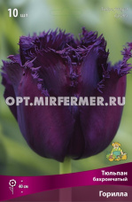 Тюльпан Бахромчатый Горилла 10шт ( цветок пурпурный, 11/12, h40см)