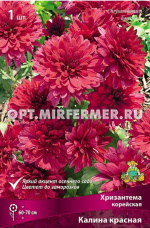 Хризантема корейская Калина (красный, 1шт)