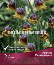 Рябчик (Фритиллярия) Михайловского 5шт (пурпур-фиолет с золотисто-желтым краем, 5+, h20-25)