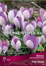 Крокус крупноцветковый Уэйл Шарк 10шт (сиреневые внутри и серебристо-голубые снаружи, 7/8, h15см)
