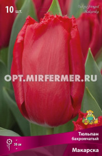 Тюльпан Бахромчатый Макарска 10шт (красно-розовый с густой бахромой, 11/12, h30см)