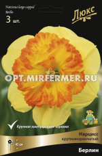 Нарцисс Крупнокорончатый Берлин 3шт ( кремовый с ярко-оранжевой коронкой, 14/16, h45см) Люкс