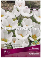 Крокус Ботанический Ард Шенк 10шт ( белоснежный, 5/+, h10см)