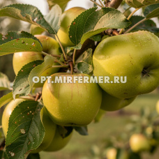 Яблоня Антоновка 