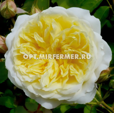 Роза Пилигрим шраб 1шт (Сиберика)
