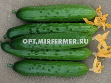 Огурец Зозуля F1 корнишон 25г Парт Ранн (Гавриш)