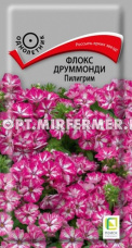Флокс Пилигрим друммонди 0,1г Одн 40см (Поиск)