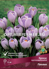 Крокус Крупноцветковый Пиквик 10шт ( очень яркий, сиреневый с молочно-белыми полосками, 7/8, h15см)