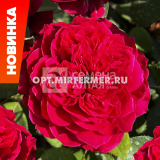 Роза Джеймс Парк 1шт флорибунда (Сем Алт)