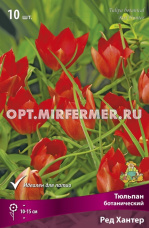Тюльпан Ботанический Ред Хантер 10шт ( красный, 6/8, h15см)