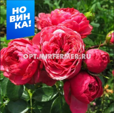 Роза Меджик рококо 1шт спрей (Сем Алт)