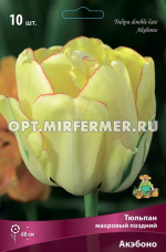 Тюльпан Махровый поздний Акэбоно 10шт ( светло-желтый с тонким ярко-красным кантом, 11/12, h60см)