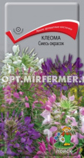 Клеома Смесь окрасок 1г Одн 100см (Поиск)