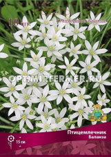 Птицемлечник Баланза 10шт (белый, 5/6, h15см)