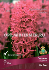 Гиацинт Ян Бос садовый 3шт (красный, 14/15, h25см)