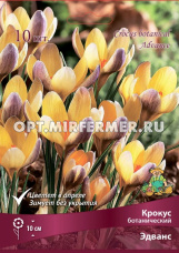 Крокус Ботанический Эдванс 10шт ( желтый с сиреневым, 5/7, h10см)