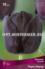 Тюльпан Триумф Пауль Шерер 10шт ( черный, 11/12, h50см)