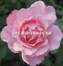 Роза Дафна шраб 1шт (Сиберика)