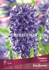 Гиацинт Блу Джэкет садовый 3шт (сине-фиолетовый, 15/16, h25см)