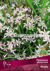 Пролеска (Сцилла) двулистная Розея 10шт (бледно-розовой окраски, 4/5)