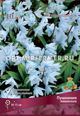 Пушкиния Ливанская (10шт, светло-голубой, 6+, h15см)
