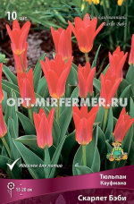 Тюльпан Кауфмана Скарлет Бэби 10шт (красный, 10/11, h20см)