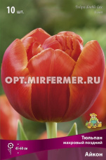 Тюльпан Махровый поздний Айкон 10шт ( абрикосово-оранжевый с тонкой размытой каймой, 11/12, h50см)