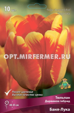 Тюльпан Дарвинов гибрид Баня-Лука 10шт ( желто-красный бутон, 11/12, h45см)