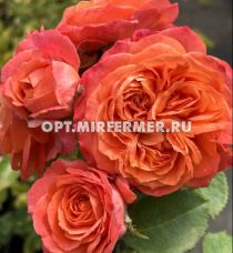 Роза Эмильен Гийо шраб 1шт (Сиберика)