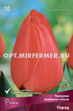Тюльпан Дарвинов гибрид Парад 10шт ( цветок красный, 11/12, h60см)